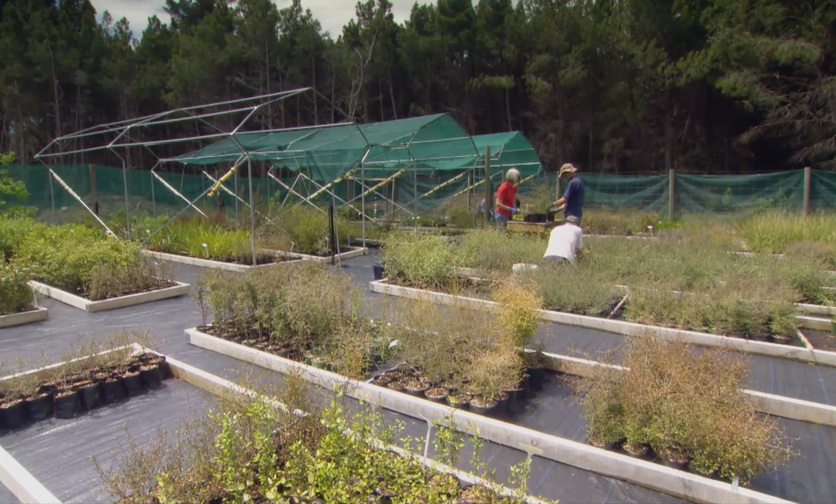 Native seedlings at the Jean Malpas Community Nursery. 