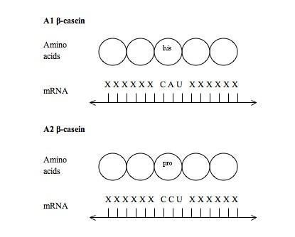 The A1 and A2 alleles diagram.