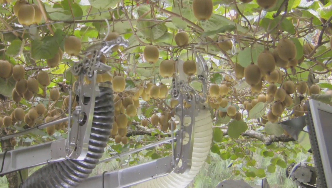 A Kiwifruit harvester robot from Multipurpose Orchard Robotics