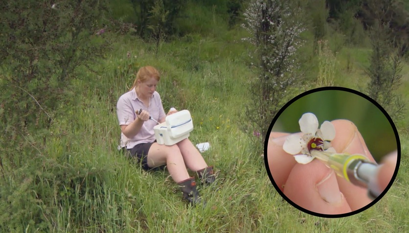 Reseacher extracting nectar from a mānuka flower for testing
