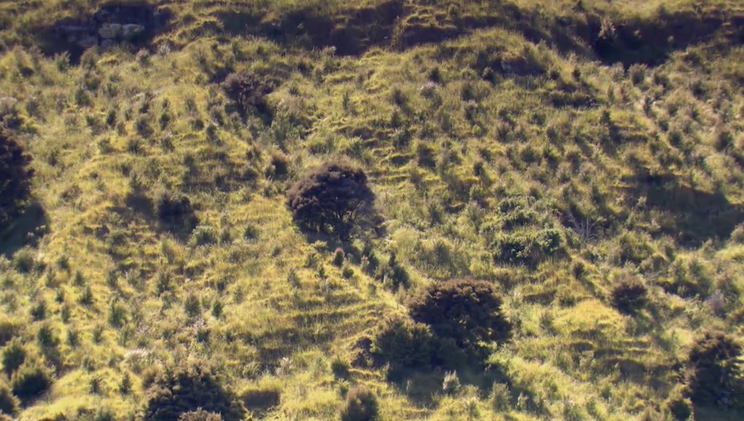 A trial mānuka plantation at Tūtira, New Zealand