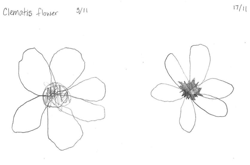 Child's simple pencil drawing of two flowers.