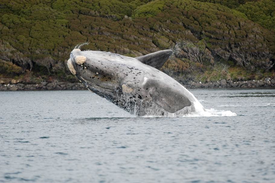 Southern right whale (Eubalaena australis) leaping from water.