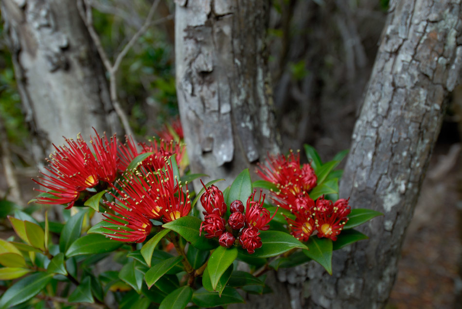 Southern Rātā (Metrosideros umbellata), Auckland Islands, NZ.