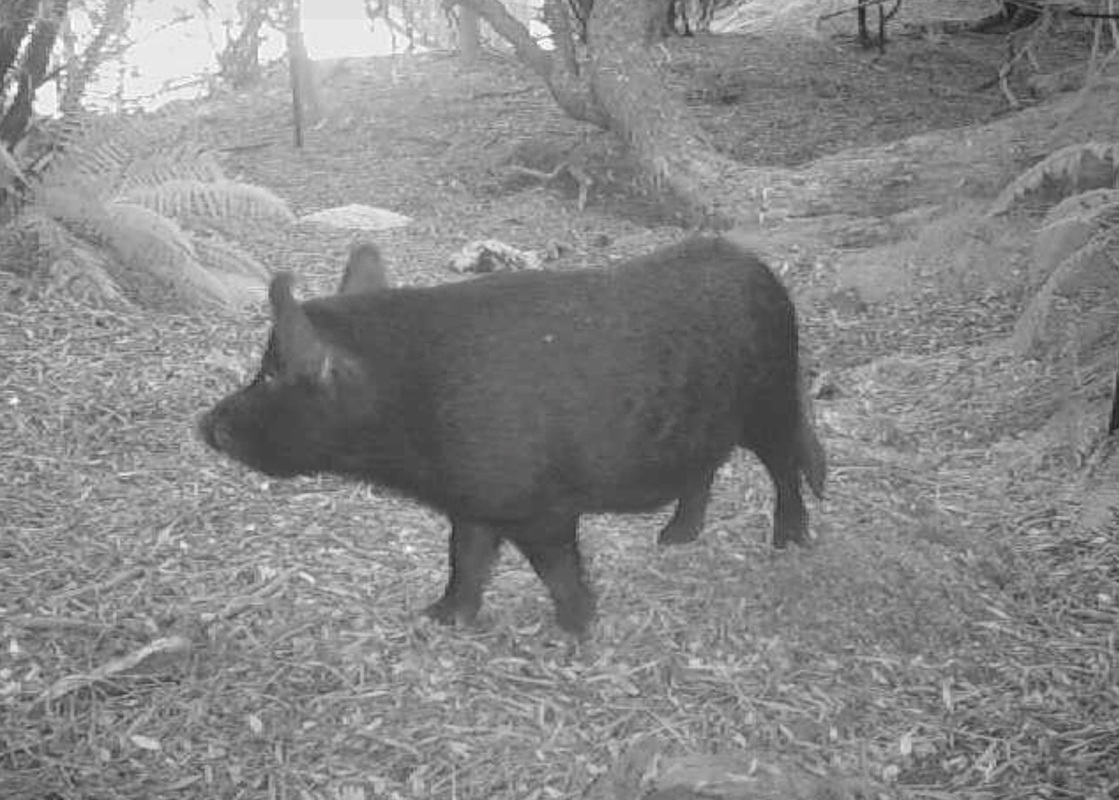 Auckland Island pig in forested area.