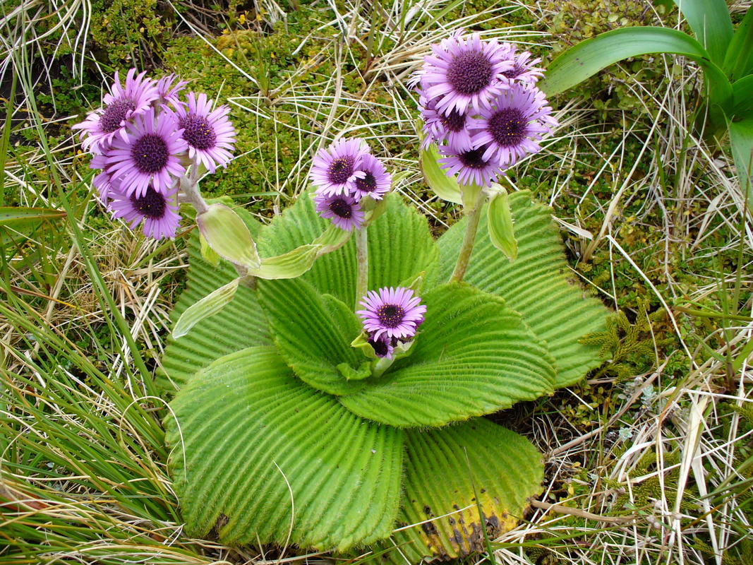 Campbell Island daisy (Pleurophyllum speciosum) a megaherb