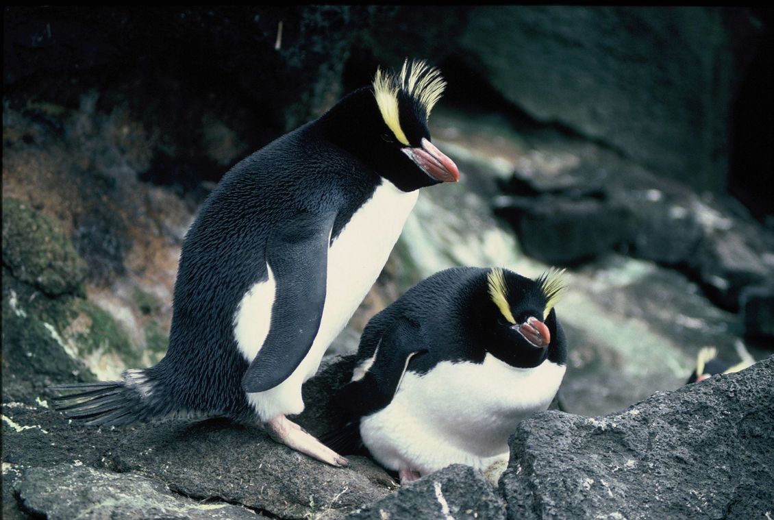 2 eastern rockhopper penguin (Eudyptes filholi) Auckland Islands