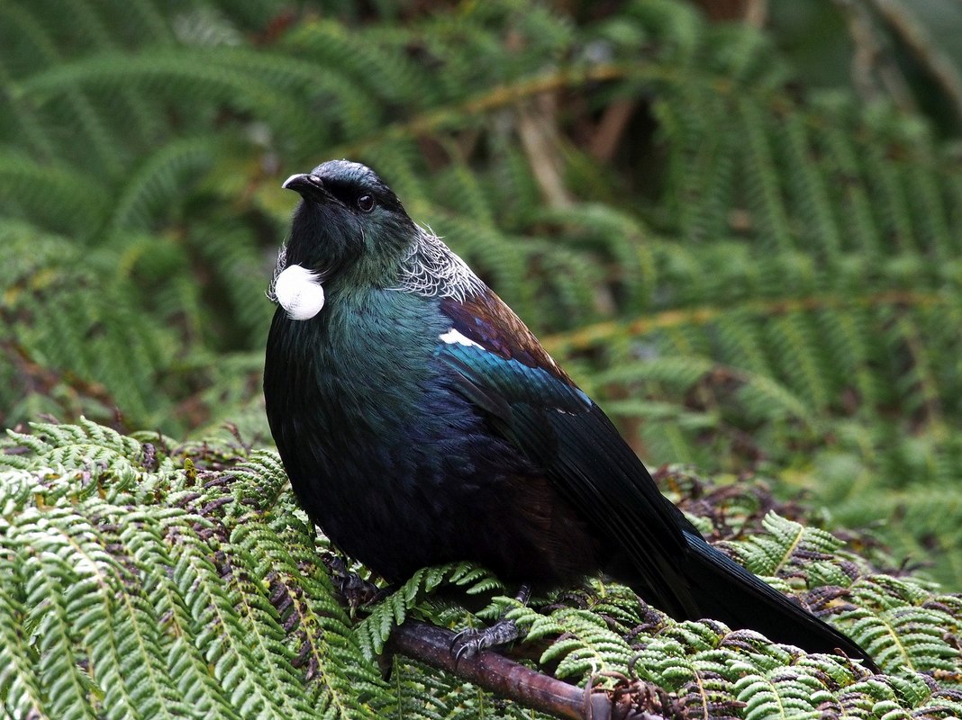 A tūī sitting on a tree fern at Zealandia sanctuary, Wellington.
