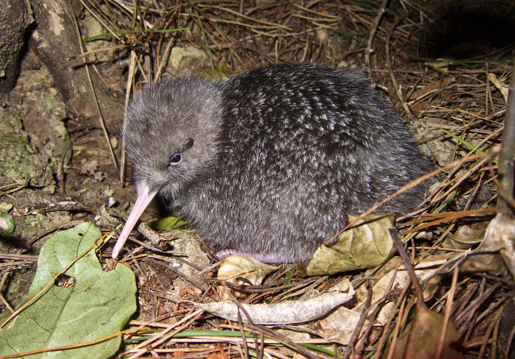 A little spotted kiwi or kiwi pukupuku on forest floor.