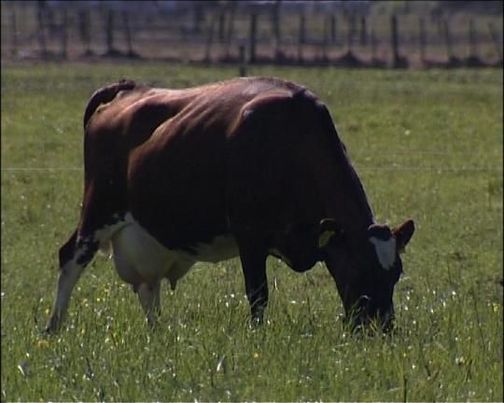 A brown jersey cow grazing in field.