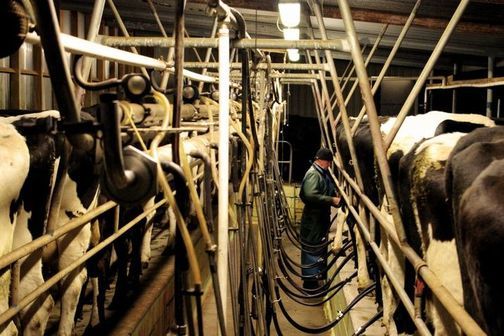 Farming and cows in a herringbone milking shed.