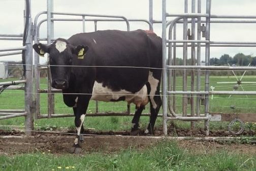 Cow at a gate at Dexcel's Greenfield farm, New Zealand.
