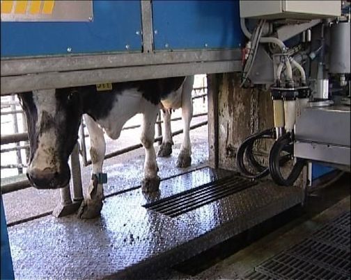 A cow enters a robotic milking stall.