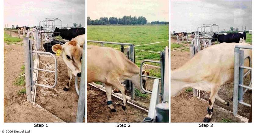 Robotic milking farm cows taught how to use gates