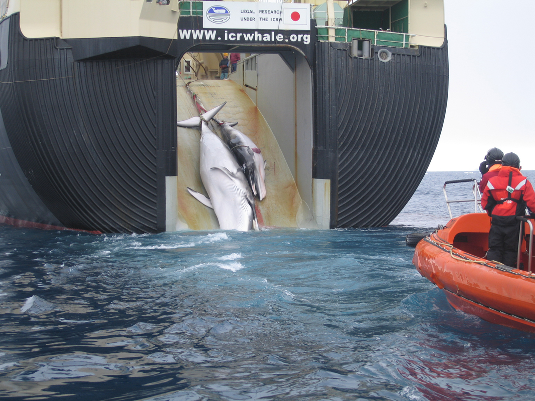 Two Minke whales dragged aboard a Japanese factory whaling ship.