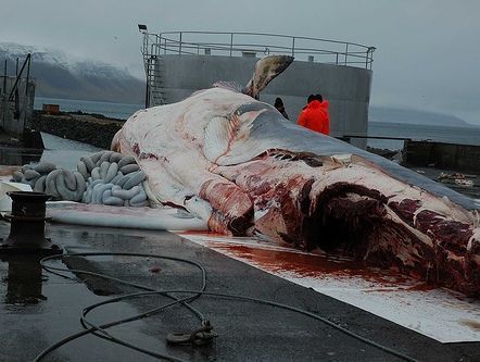 A dead whale on the docks at Reykjavik, Iceland.