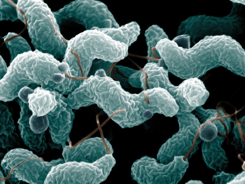 Bacteria – good, bad and ugly — Science Learning Hub