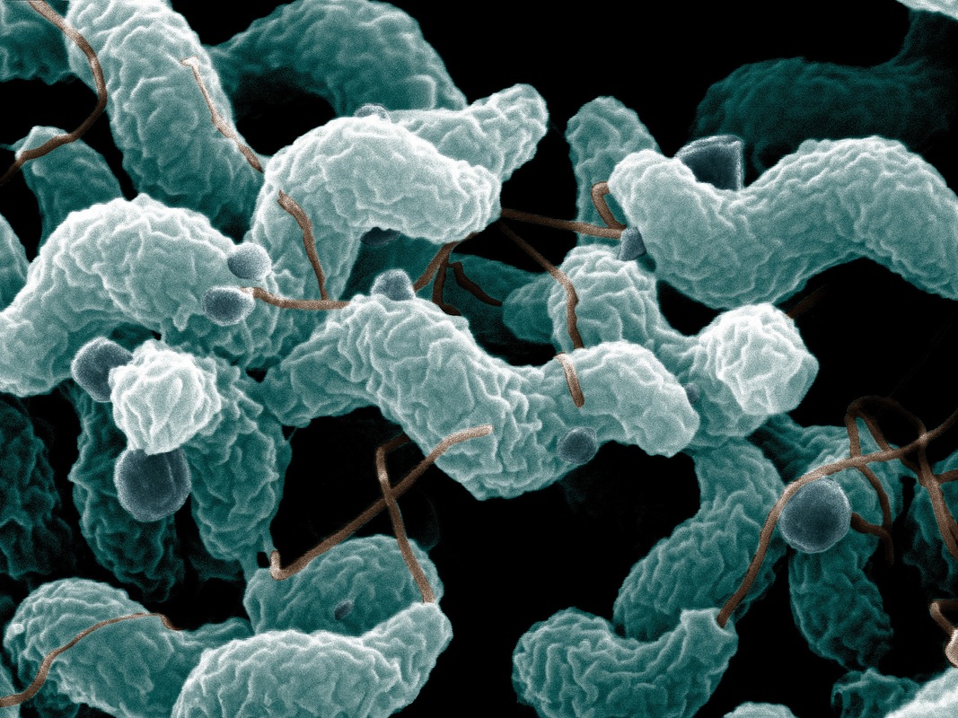 Macroscopic view of Campylobacter bacteria.