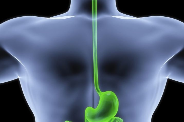 A schematic of the human oesophagus and stomach. 