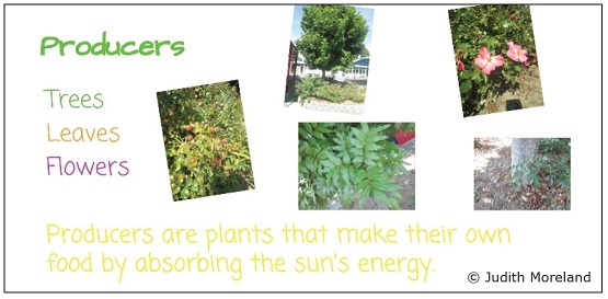 Student poster showing photos of plant producers