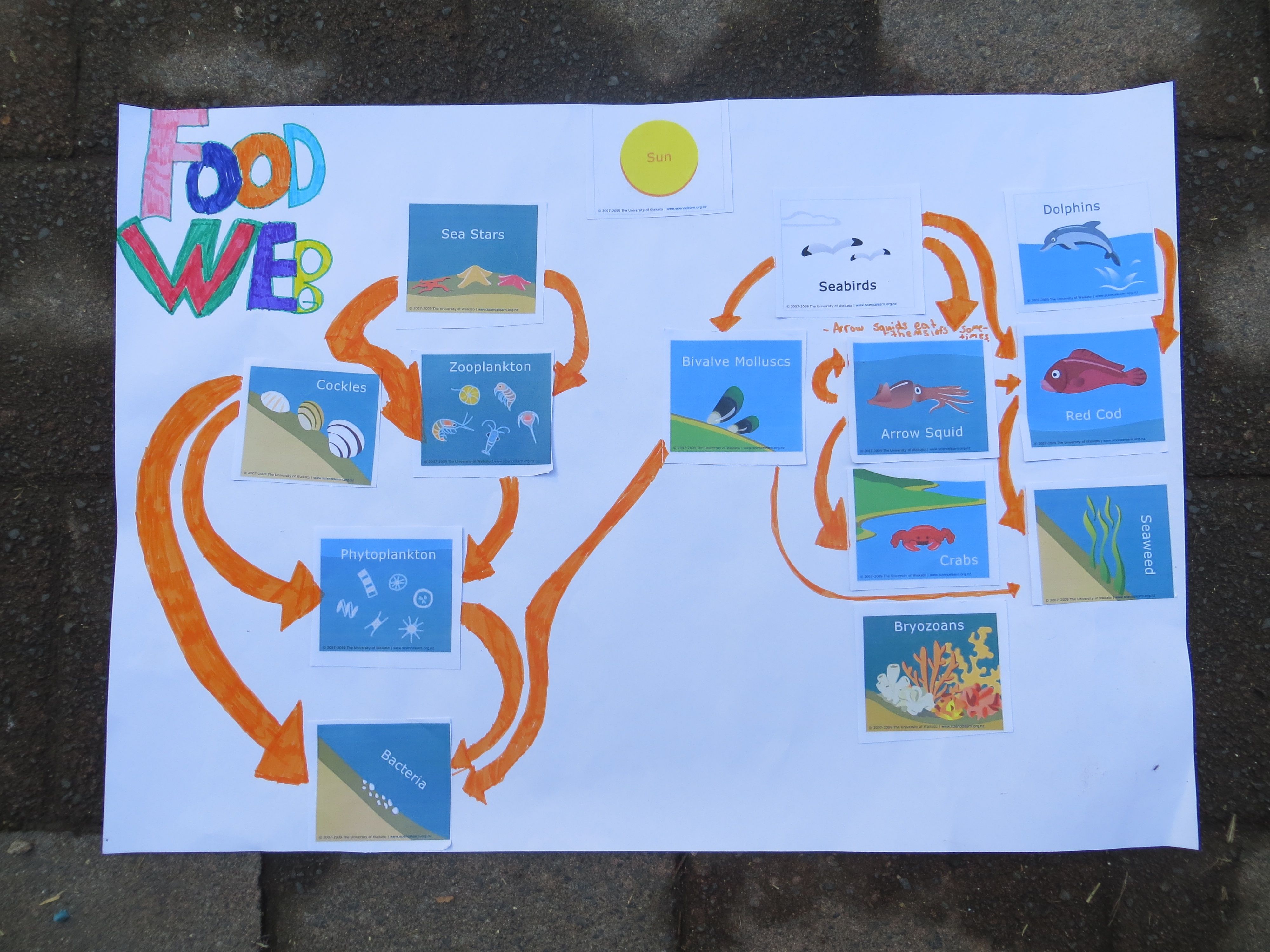 Build a marine food web activity — Science Learning Hub