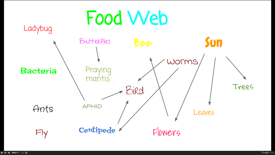Student poster of food webs of their local ecosystem. 