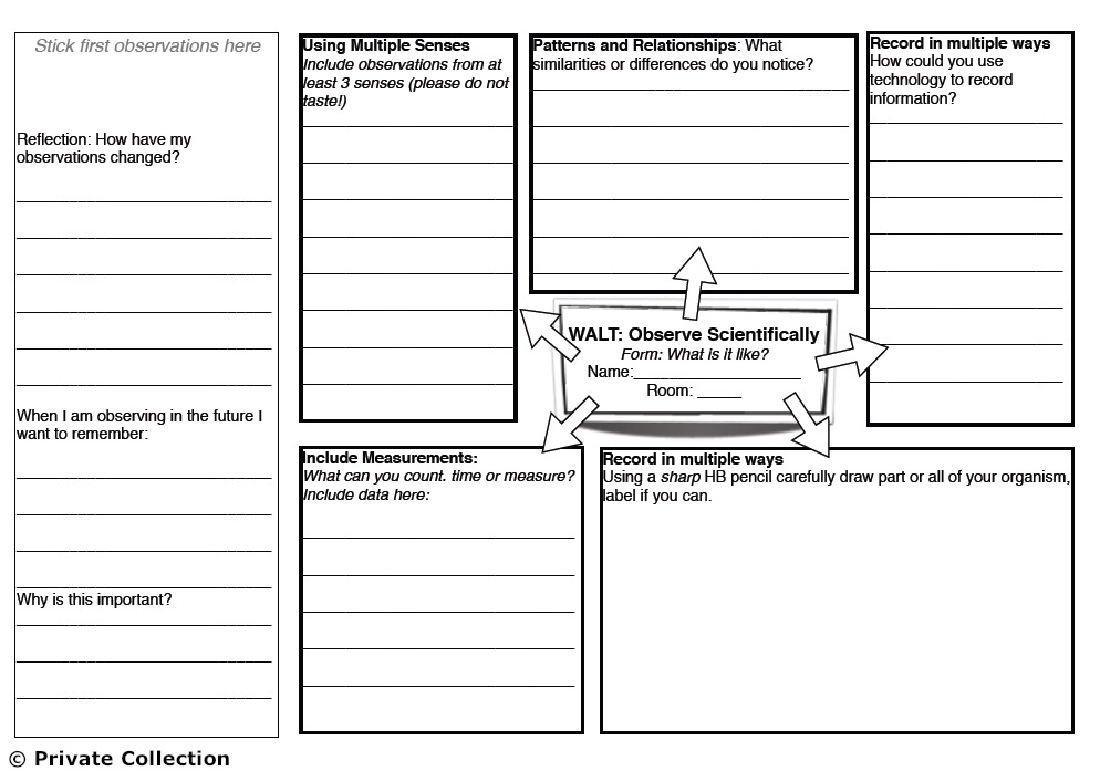 Example of a students' observation process graphic organiser