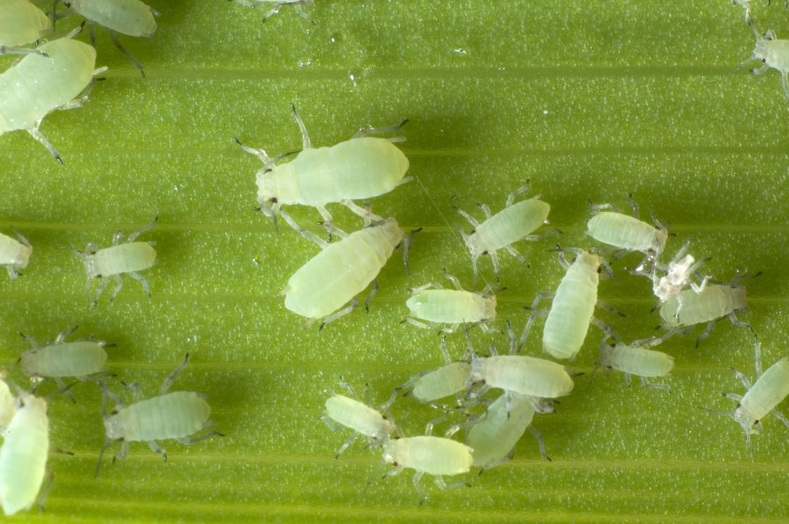 Pale green Aphids on green leaf.