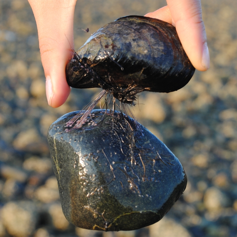 Holding a mussel attached to a rock.