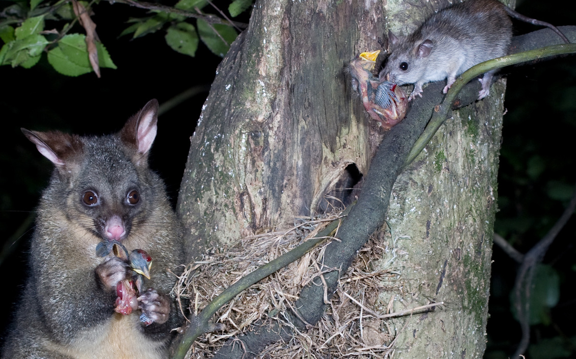 A possum and ship rat raiding a bird's nest.