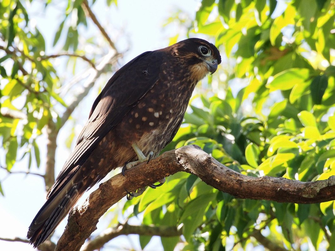 New Zealand kārearea or bush falcon in a tree.