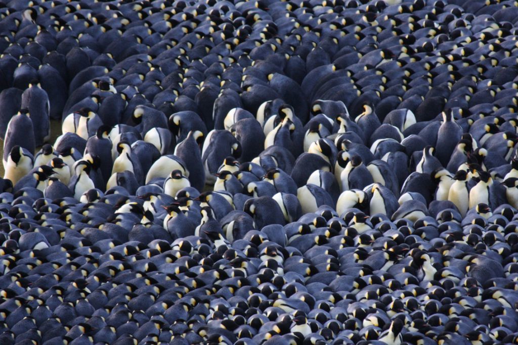 An emperor penguin huddle in Antartica. 