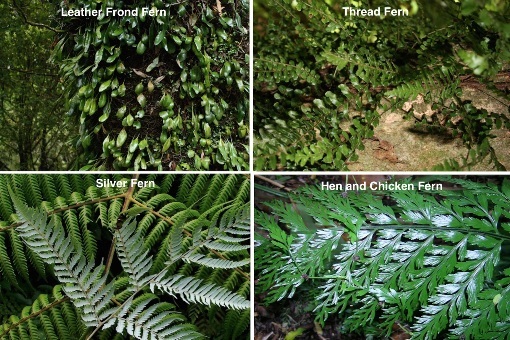 four photos of four different New Zealand ferns.