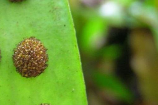 Sporangium – reproductive structures on underside of fern fronds