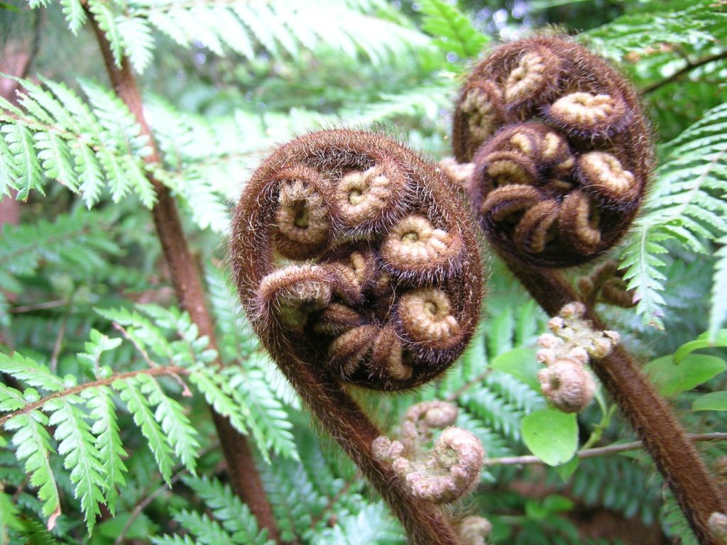 A young fern frond tightly coiled, also known as koru.
