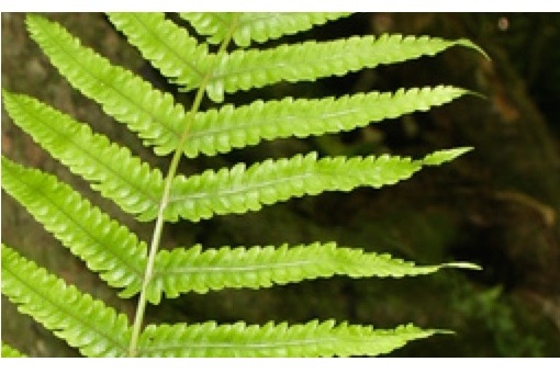 Pinnae - the basic divisions of the frond of a fern