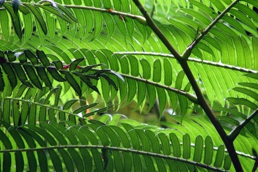 The central midrib or stalk of the fern's lamina.