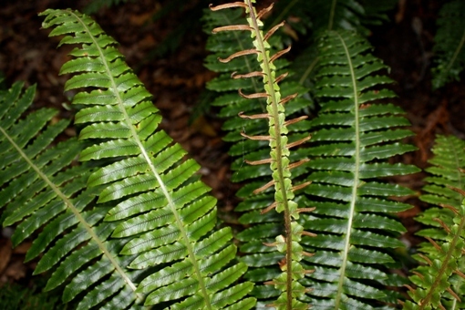 The lamina is the flat, green leafy blade of a fern frond.