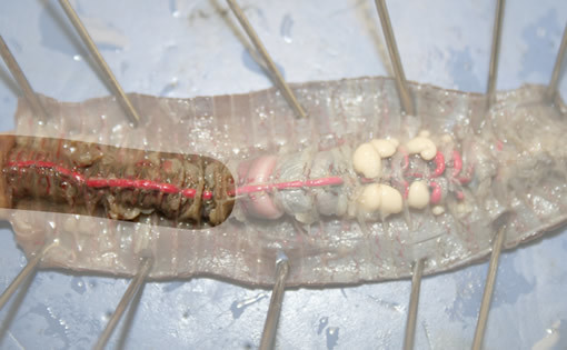 Earthworm dissection of it's Intestine.