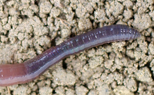 he ‘head’ or front of an earthworm - anterior