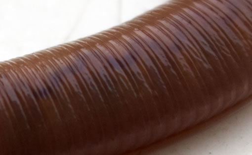 close up showing an Earthworms skin.