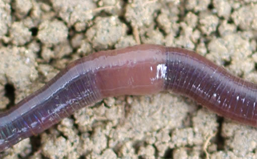 Close up image of the clitellum on a mature earthworm.