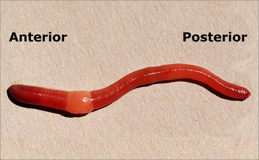 top of an earthworm running from the anterior to the posterior.