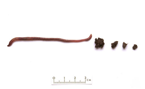 The posterior (last) segment of the earthworm’s body.