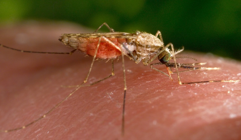 A female Anopheles gambiae mosquito feeding.