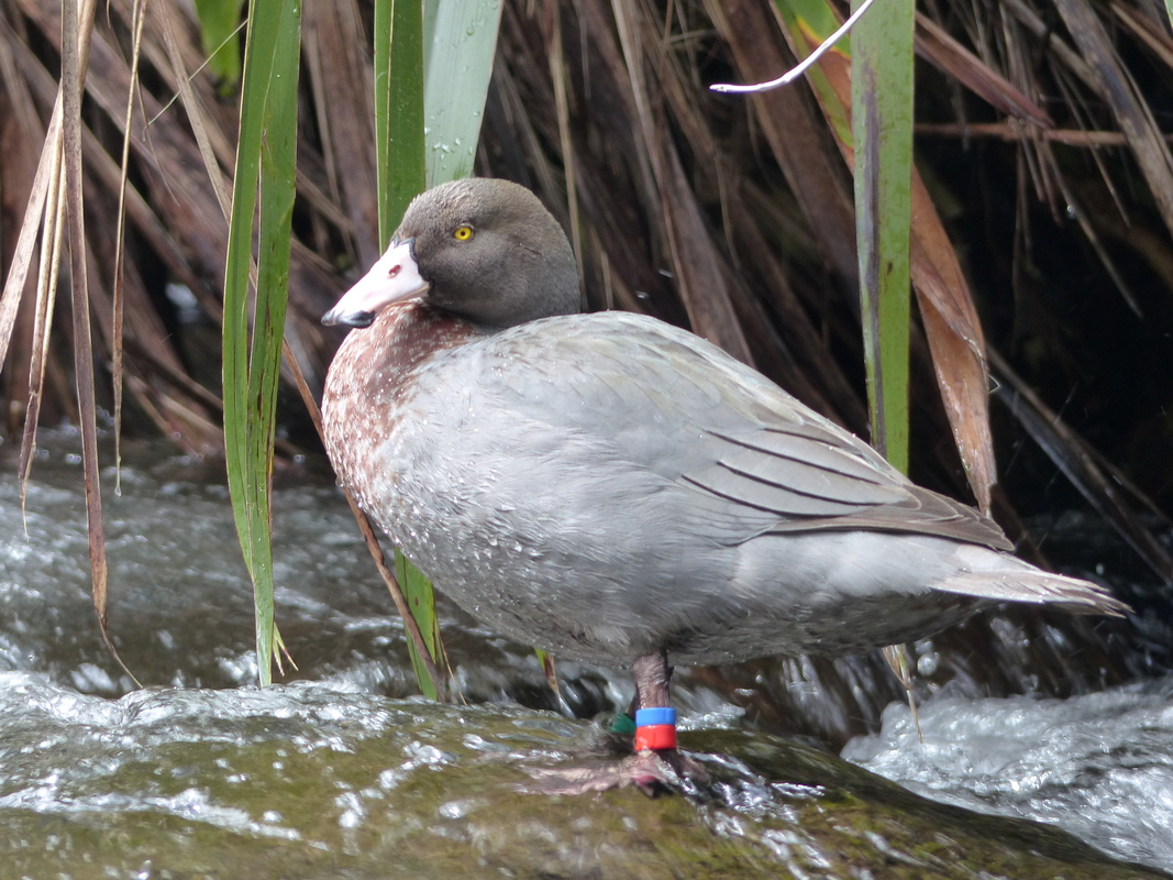 A banded whio/blue duck, by stream edge.
