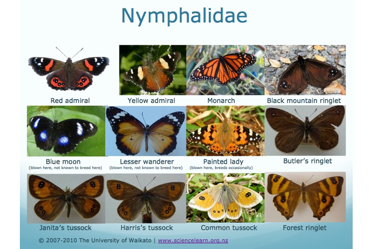 New Zealand Nymphalidae butterfly family: 12 species.