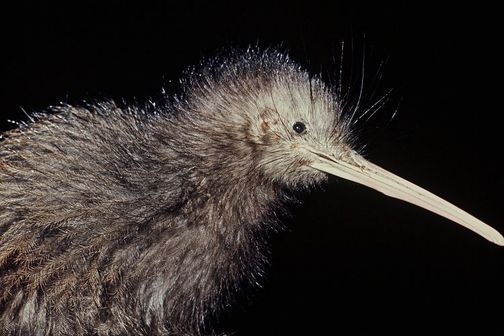 North Island brown kiwi, close up of head and bill from 1974.