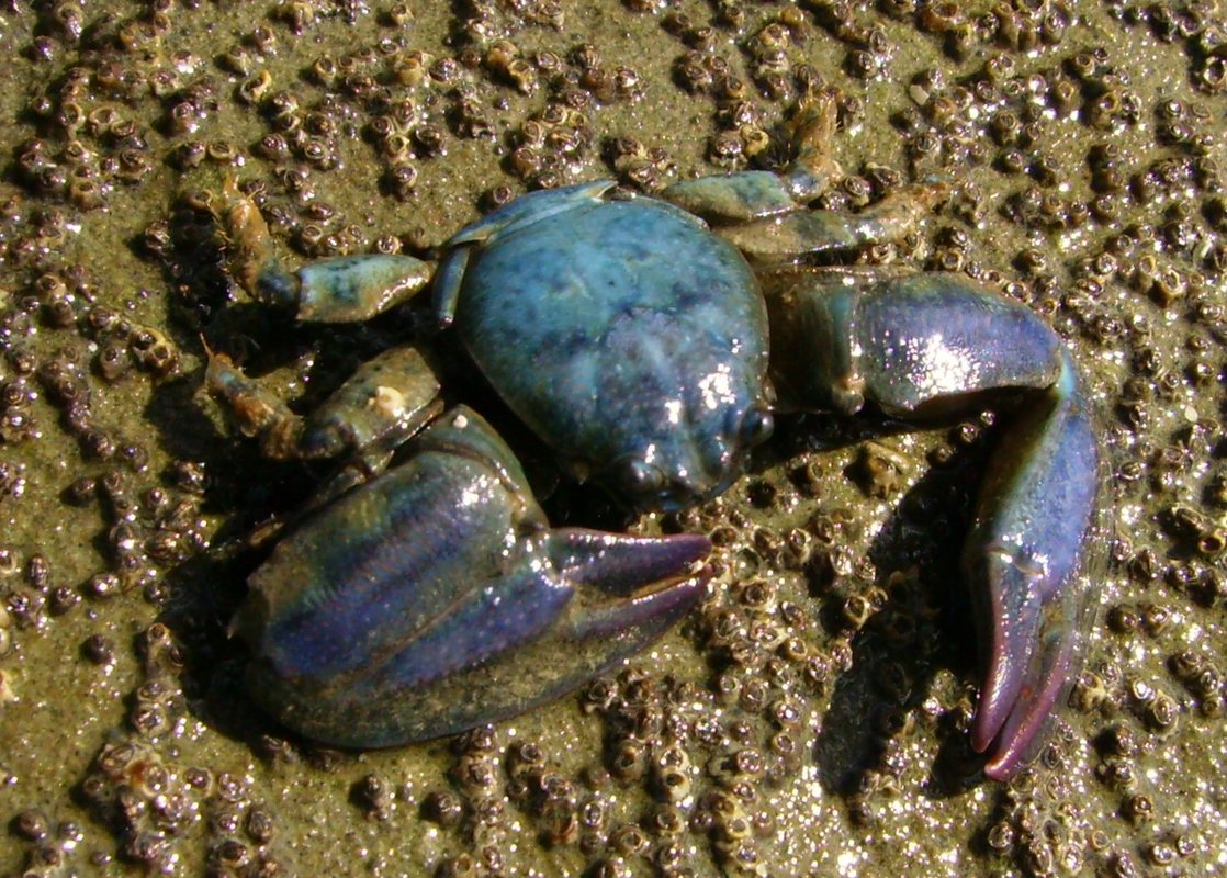 Photo of a New Zealand half crab, Petrolisthes elongates in sand