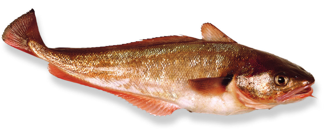 Red cod on a white background. 
